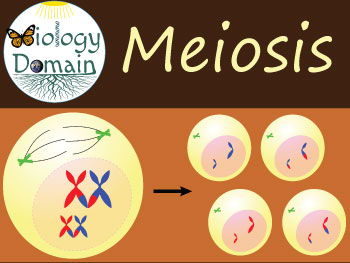 Meiosis Slideshow