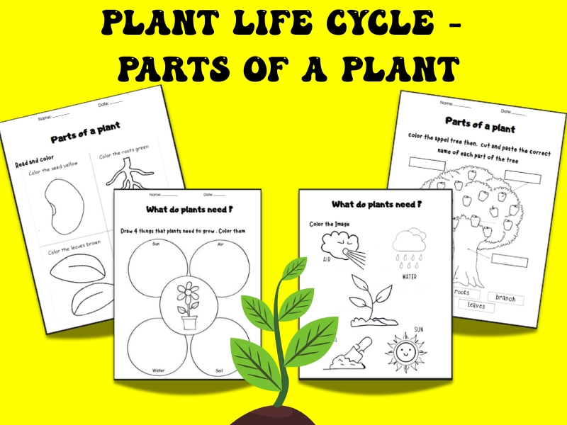 Plant Life Cycle - Parts of a Plant | Science Worksheet