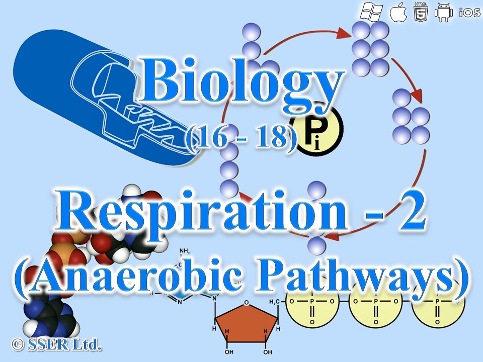 BioA_3.5.2 Respiration 2 - Forms of Anaerobic Respiration