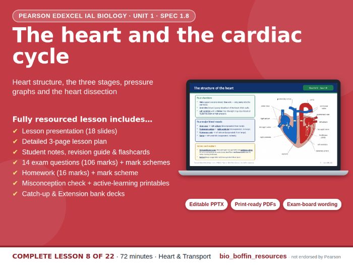 IAL Biology Edexcel – Heart & Cardiac Cycle