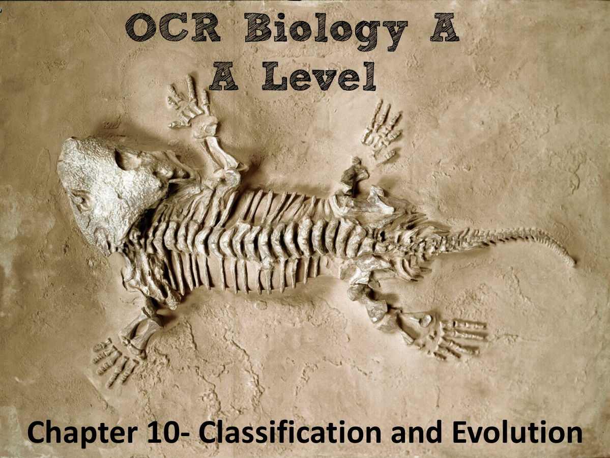 OCR Biology A- Chapter 10 Classification and Evolution