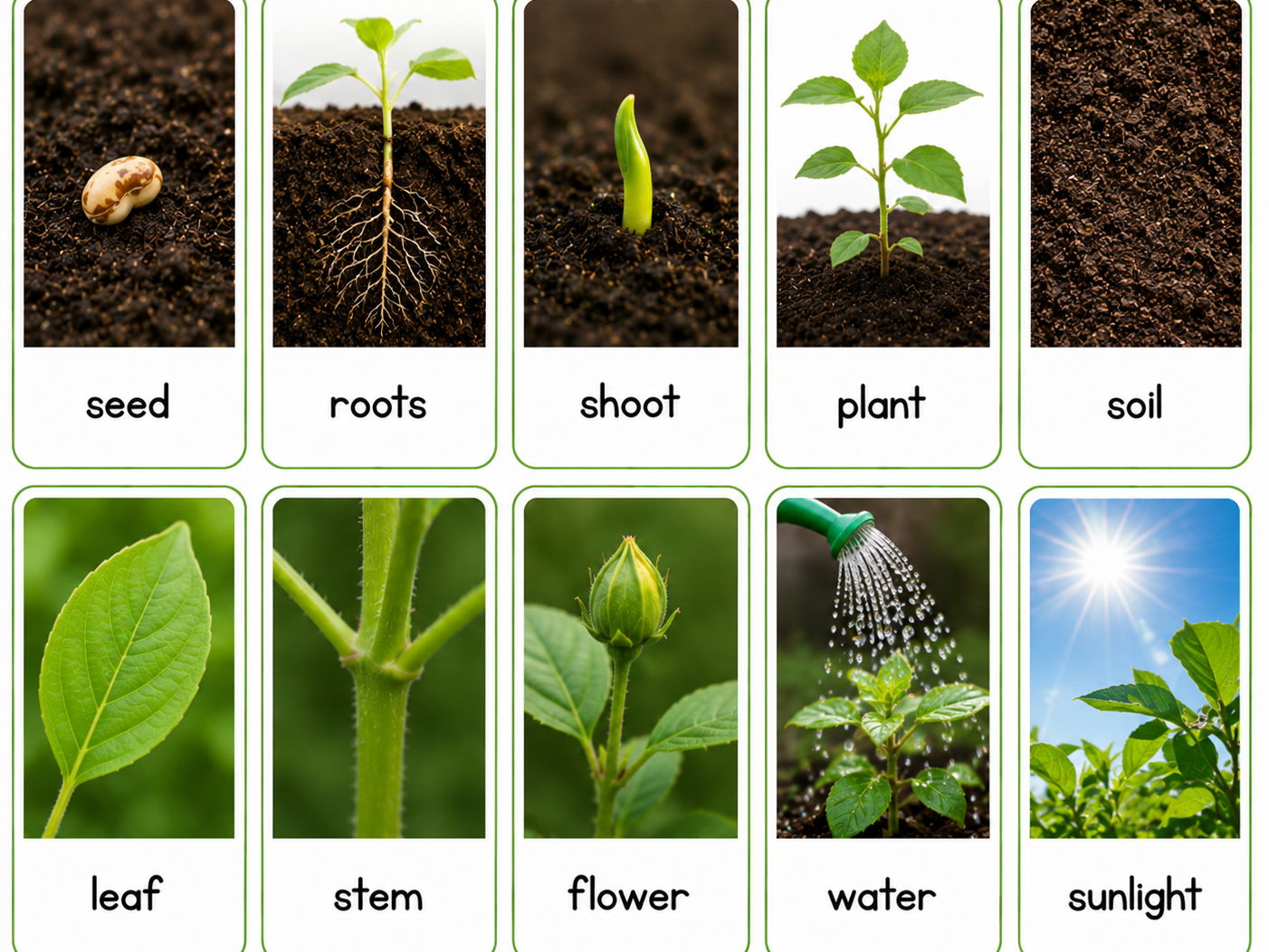 EYFS and KS1 Life Cycles Bundle