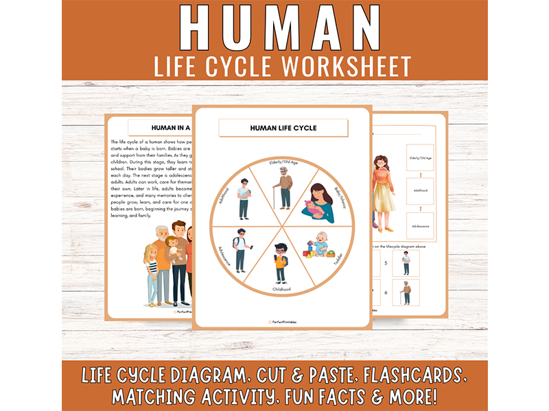 Human Life Cycle Stages: Diagram Cut Paste, Matching Activities & Fun Facts