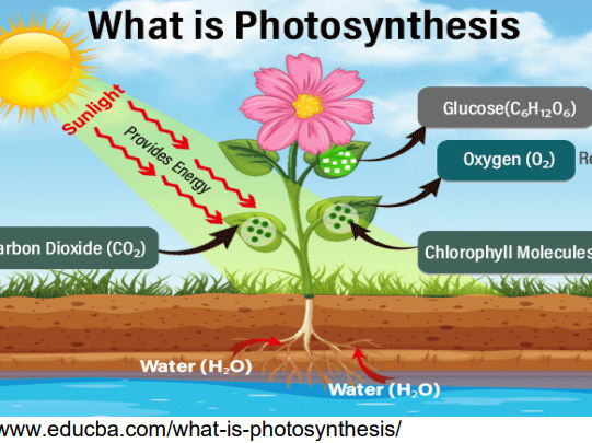 Year 9 IGCSE 1.1 Photosynthesis Notes and Exercise