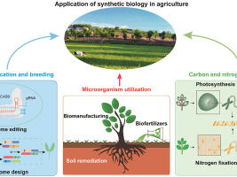 A Level Biology - Genetically modified organisms in agriculture