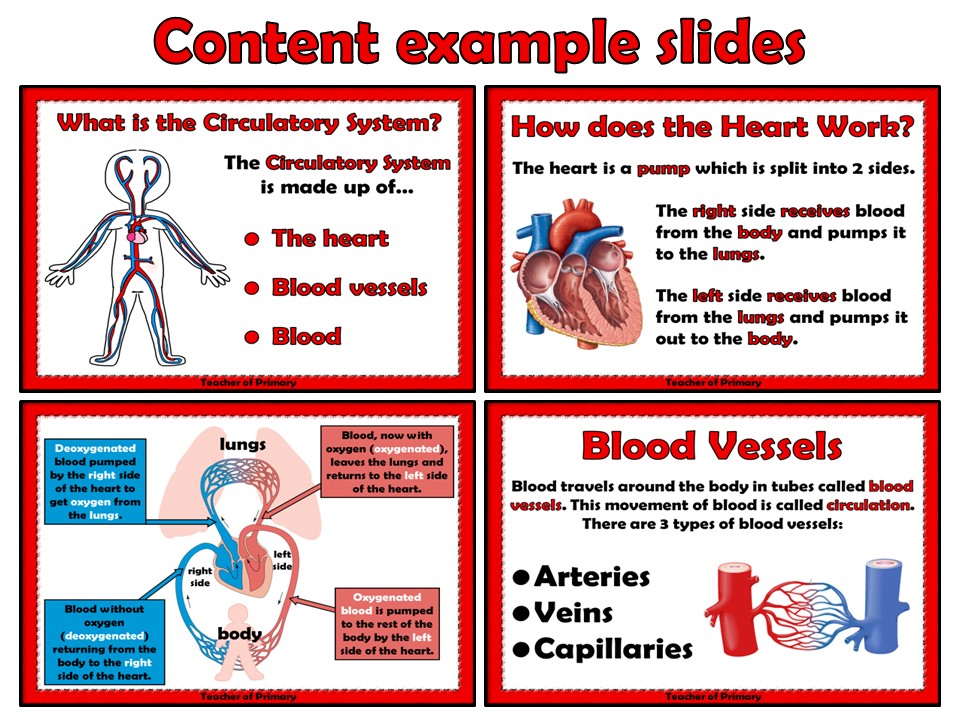 Circulatory System For Grade 6