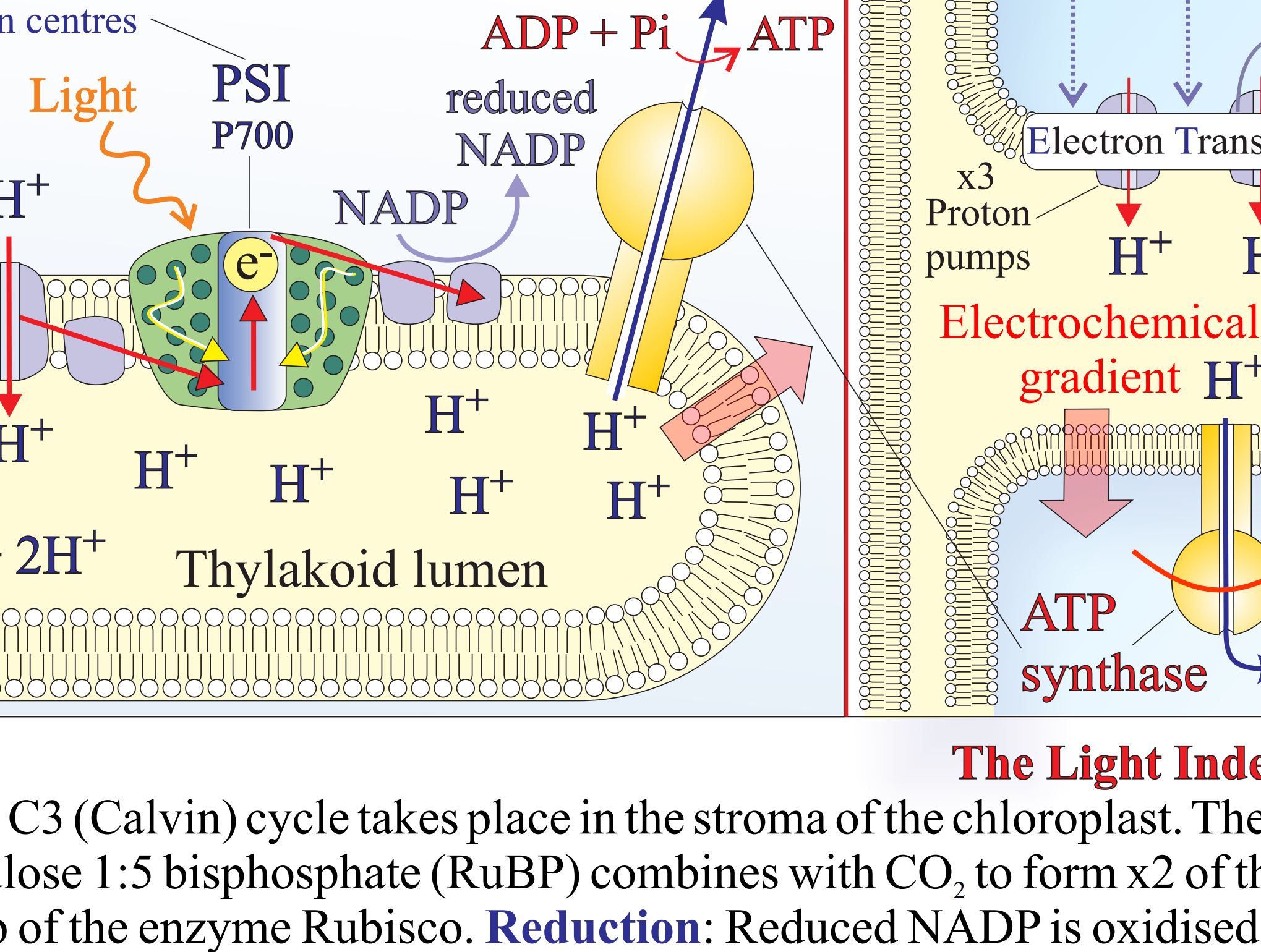 Detailed Plant Metabolism Poster and worksheets : Photosynthesis With Regard To Photosynthesis Diagrams Worksheet Answers