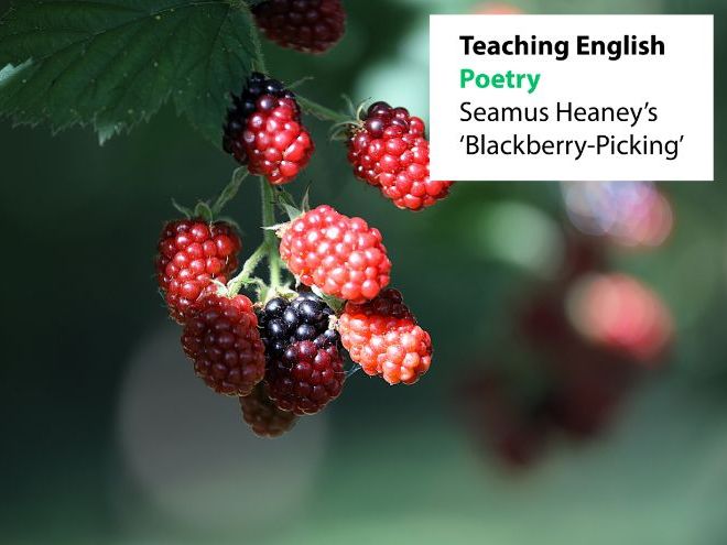 Teaching English: Poetry - Seamus Heaney's 'Blackberry-Picking'