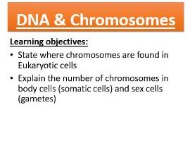 New spec GCSE AQA 4.1.2. DNA and the Cell Cycle