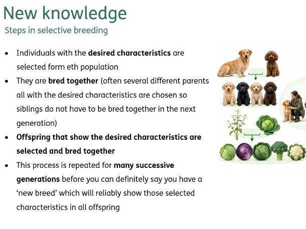 Selective breeding