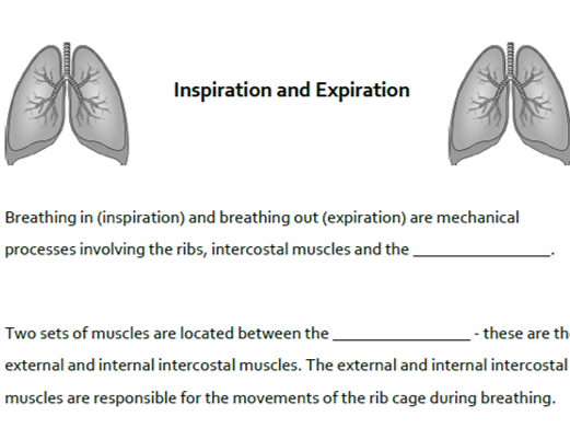 A&P Respiratory System: Mechanisms of Breathing Cloze