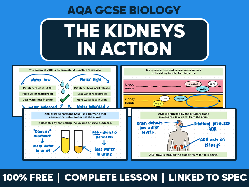 GCSE AQA Biology Complete Lesson - The Kidneys in Action