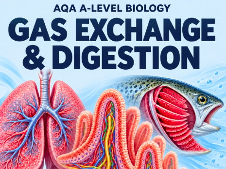 AQA A-Level Biology: Gas Exchange & Digestion – 7 PowerPoint Bundle