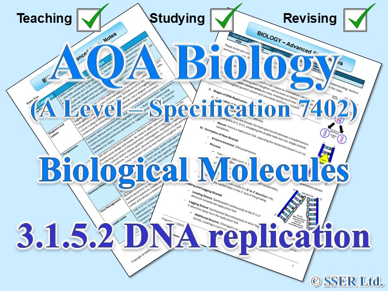BIOA_AQA Topic Notes: 3.1.5.2 DNA replication