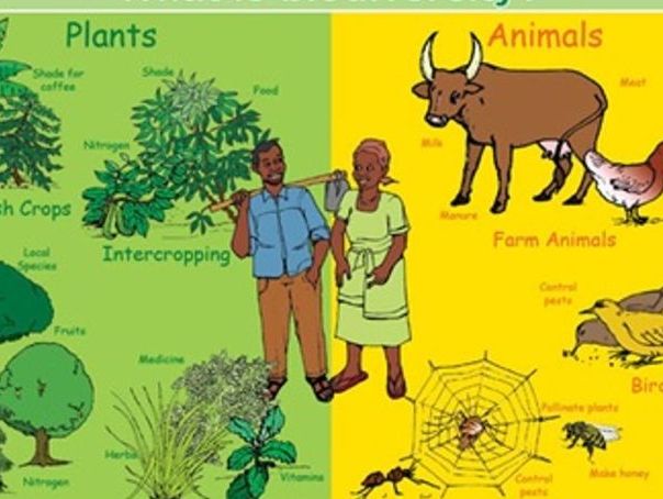 A Level Biology - Biodiversity