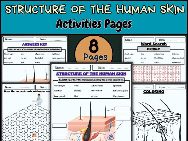 Human Skin/Integumentary System/Skin Diagram/Anatomy Activities