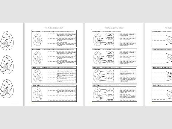 Animal Cells - Starter / Summary Tasks