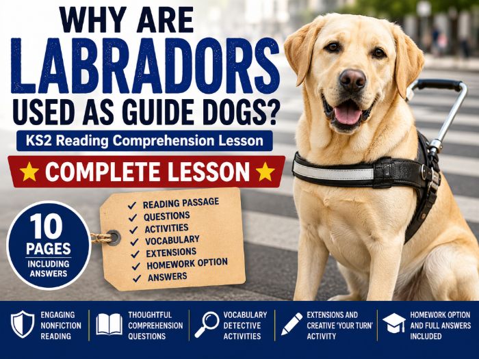 Why Are Labradors Used as Guide Dogs? KS2 Lesson
