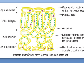 Leaf Structure - Plant Tissue