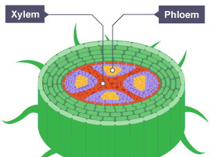 iGCSE Biology - 8.1 Xylem and phloem