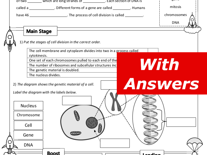 Mitosis And The Cell Cycle Home Learning Worksheet Gcse Teaching 0357