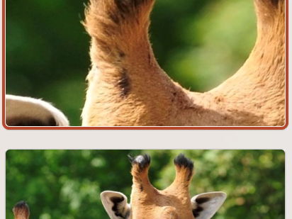 Zoomed-In Animal Guessing Game