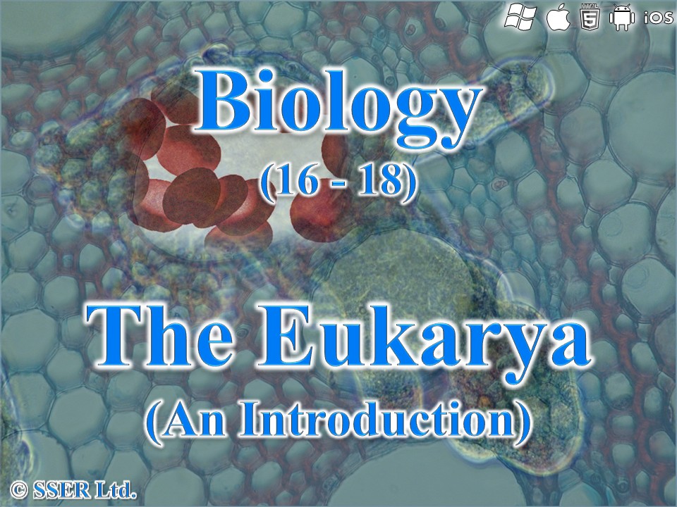 BioA_3.2.1.1 Eukarya - Introduction