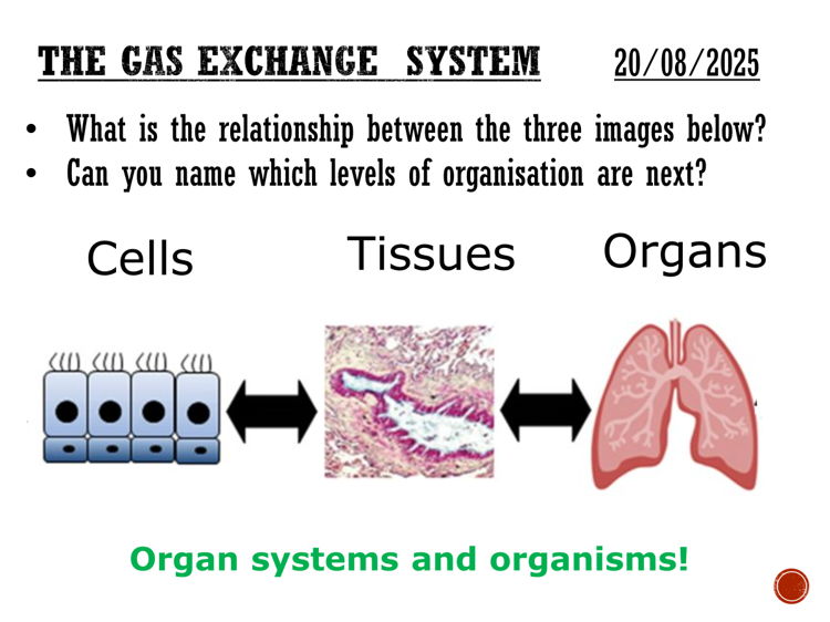 Gas exchange system - complete lesson (KS3)