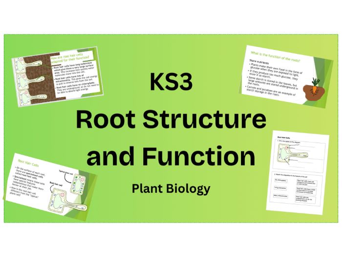 KS3 Plant Biology PPT on Roots with worksheet