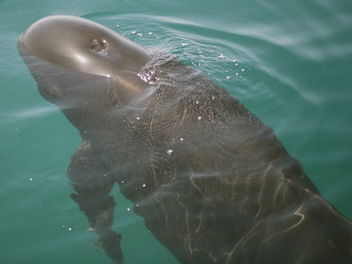 Whale Photo Collection