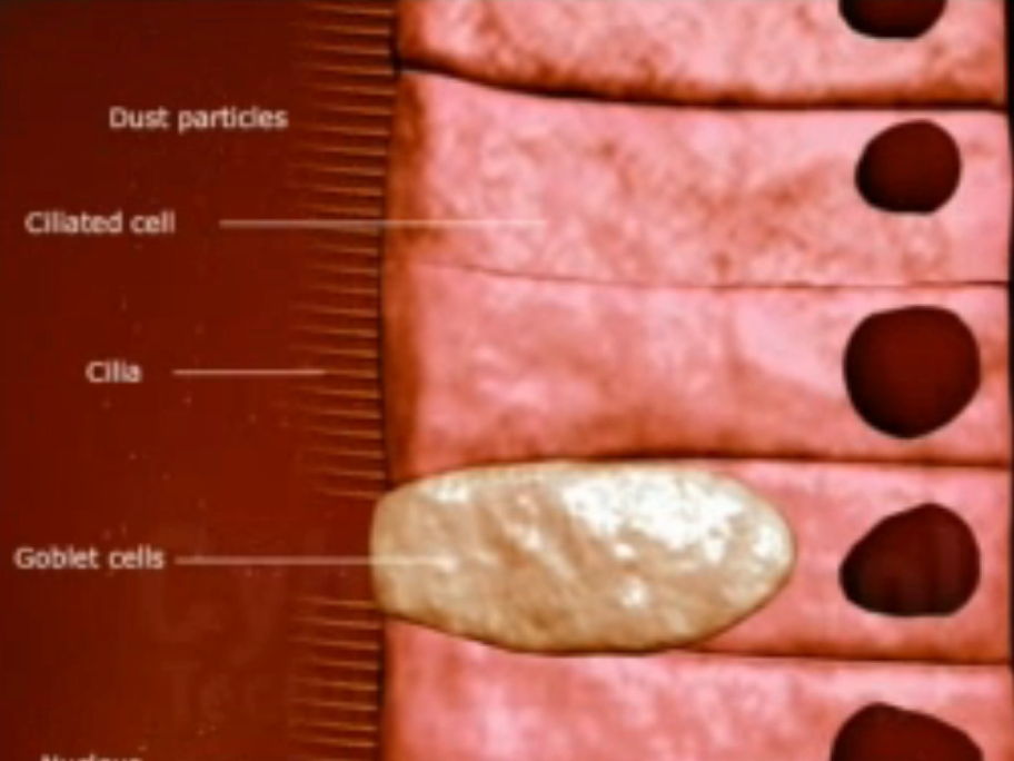 Complete A Level Lesson Pack: Histology & Tissue Distribution in the Gaseous Exchange Syst