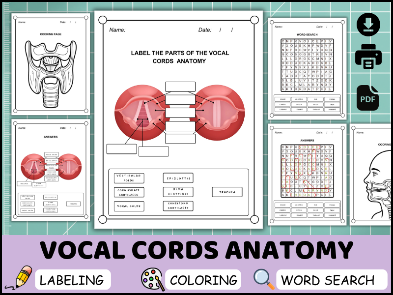 Vocal Cords Anatomy Worksheet Pack | Labeling, Coloring & Word Search (K-4 Human Body & Voice PDF)