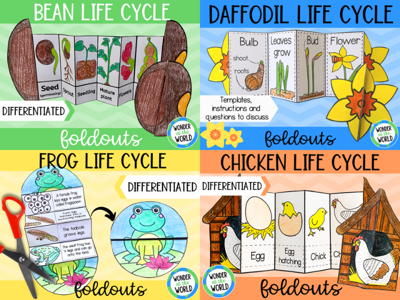 Spring life cycles science foldout bundle (bean, chicken, daffodil