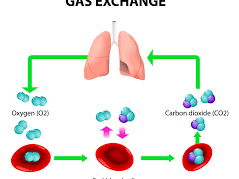 AS Level Biology - Transport of oxygen and carbon dioxide