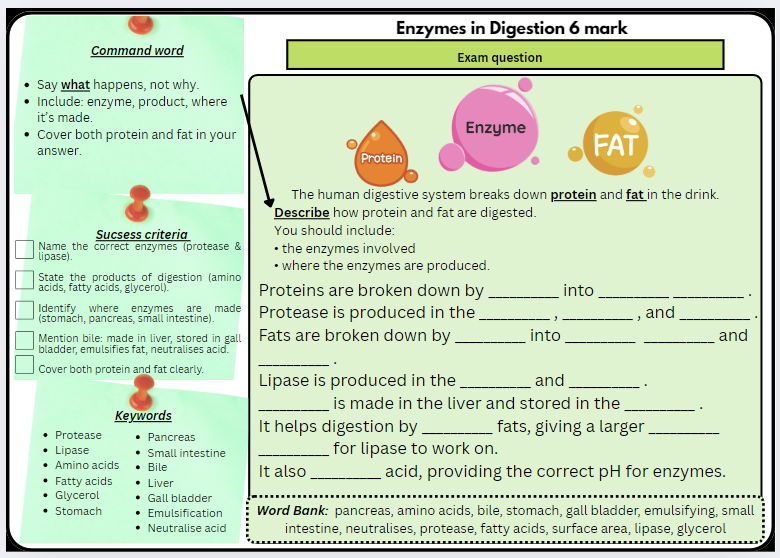 GCSE Biology – Enzymes & Food Tests (Mini Bundle of 4) | 6 Mark Exam Questions | Scaffolded/Differentiated