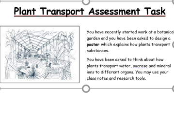 Transport in Plants Formative Assessment Task (GCSE/IGCSE)