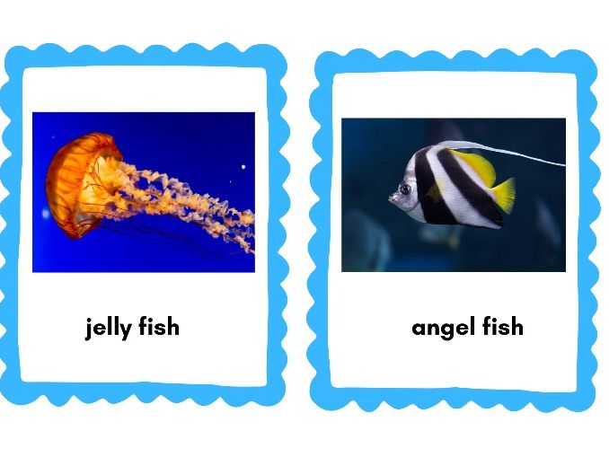 EYFS Sea Creatures Photo Cards & Drawing Sheet