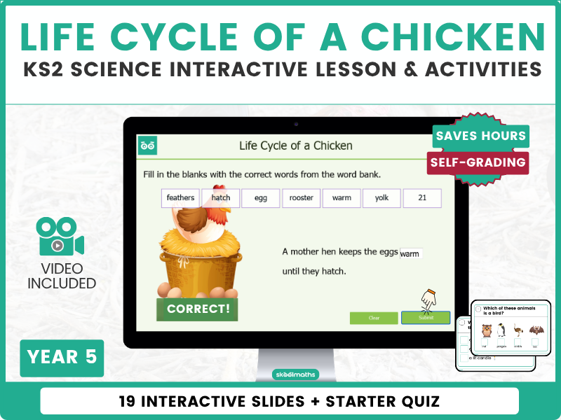 Life Cycle of a Chicken – KS2 Science Lesson & Activities | Animal Life Cycles | Year 5
