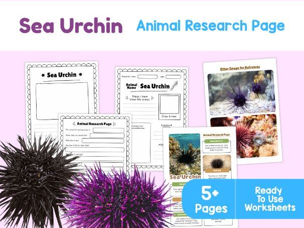Sea Urchin Animal Research Page | Marine Invertebrate Activities