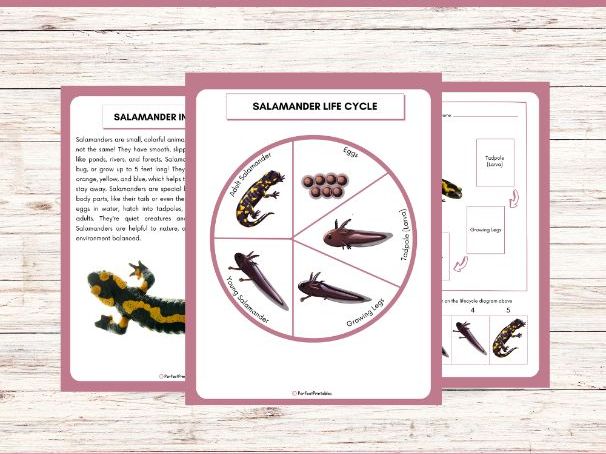 Life Cycle of a Salamander Worksheet- Amphibian Science Unit Study With Fun Fact
