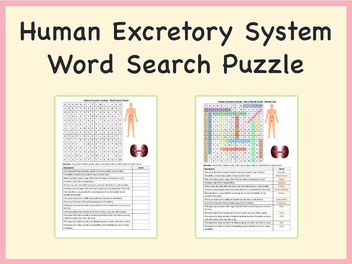 Human Excretory System - Word Search Puzzle, PDF: Life Science, Human Body