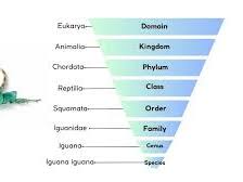 Year 4 - Animal classification
