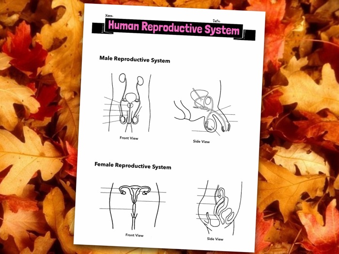 Label Human Reproductive System