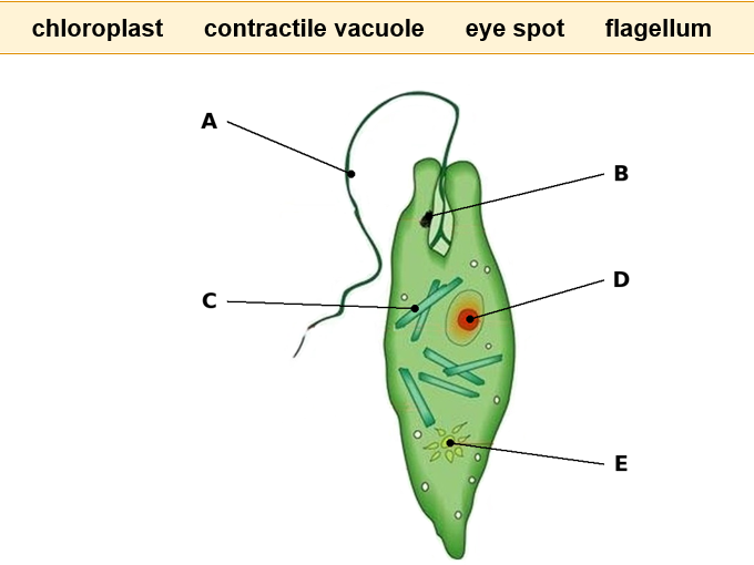 Unicellular and Multicellular