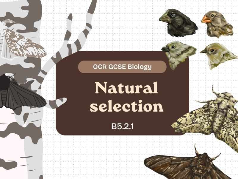 Natural Selection - OCR GCSE Gateway Biology A -  B5.2.1: