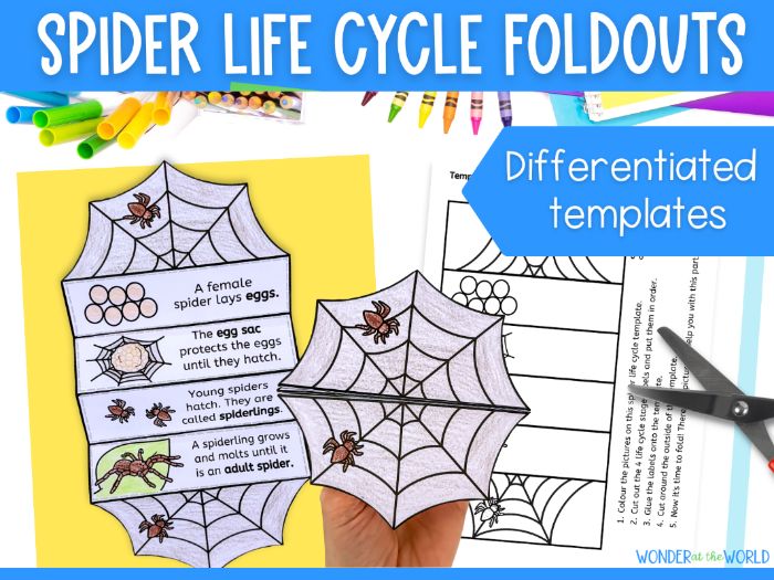 Life cycle of a spider foldout sequencing cut and paste activity for KS1 or lower KS2