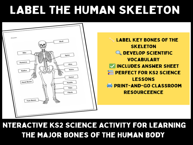 Human Skeleton Labelling Worksheet with Answers | KS2 Science