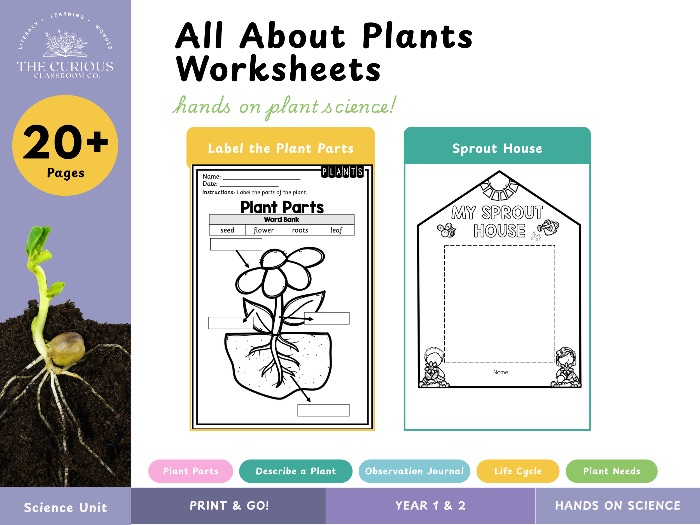 Plant Life Cycle and Parts Worksheets | Reception-Year 2