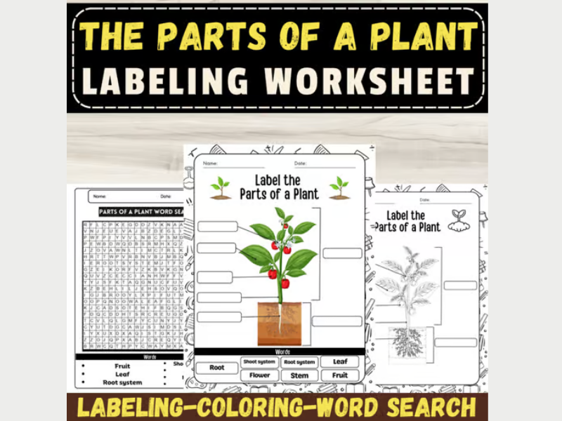 Label the Parts of a Plant Diagram: Plant Anatomy Activities & Worksheets