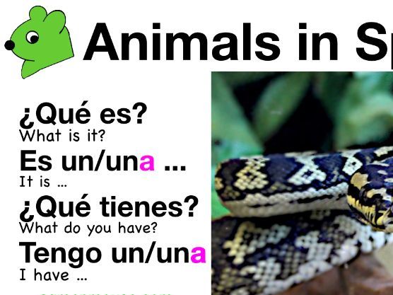 Animals in Spanish - Vocabulary + Questions